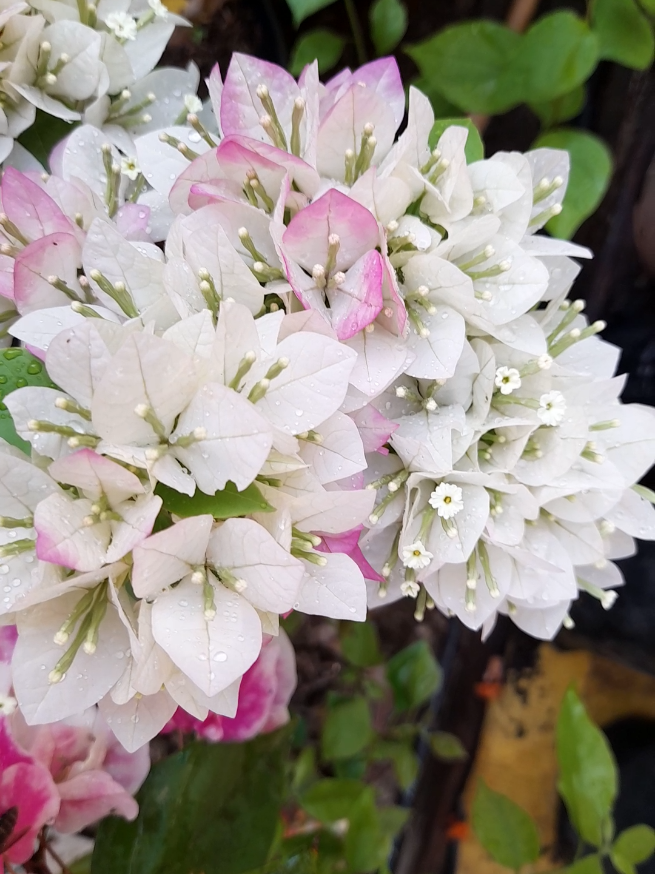 Edisi Singapur#bungabougenville #bougainvillea 