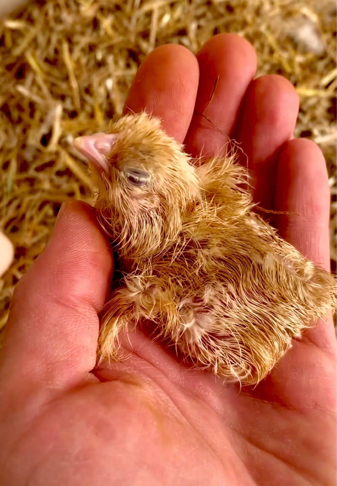 WOw! We gave born a new flock of chicks'! Sweetie motherhood with cute babies😍🐣🐣 #newborn #fluffy #baby #fypシ #new #video #backyardchickens❤️🐓 #babies❤️ #orpington🧡 #hatching #day #eggs #keeting #sheincare #momgirls #cute #mama #chicks #fypageシforyoupage❤️viralvideo😍 #gofypage 