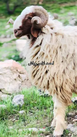 #غنم_احمد عامر رياش ليلان 