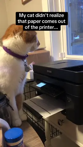 He was fine afterwards don’t worry 🤣🤣 #RoadTo18Million #Pubity  (Alexaclifford via Collab)