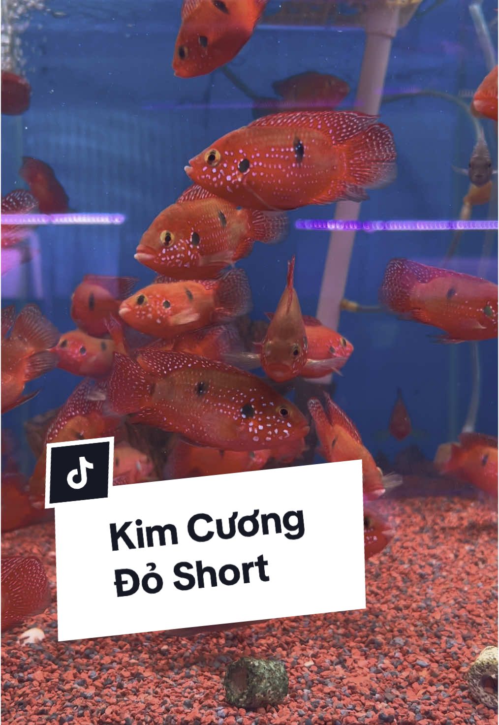 Kim cương đỏ nha #cakiengbathom #thuysinh #cavang #caloc #casanmoi #calockieng #LearnOnTikTok #aquariumfish #fish #ca7mau 