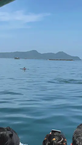 Harus pergi lagi sih🤍 First time ketemu lumba-lumba di pulau lemukutan🐬🥹🤍 #lemukutanisland  #pulau #semogafyp 