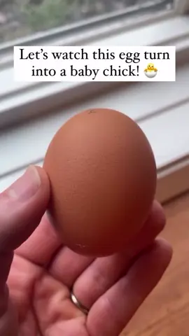 🐣This process never ceases to amaze me! In just 21 days, a chick will be fully formed, hatch itself, know how to walk, and eat and drink water independently. Incredible! Now if only they knew how to clean up their own poop, lol! There aren’t many animals out there that are so self-sufficient in infancy. Maybe that’s why I like chickens so much! They are so easy to raise and fun to have around. Have you ever watched a chick hatch before? 🐣 *If you’re new to incubating, don’t miss my FREE incubation and hatching guides on my website 🫶🏼