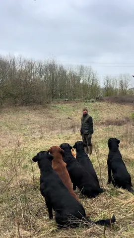 Fergus .. #labradorretriever #chocolatelab #foxredlab #yellowlab #blacklabsquad #training #teampureflax #gundogtrainer  #slingleygundogs #pickingupteam  #instavideo