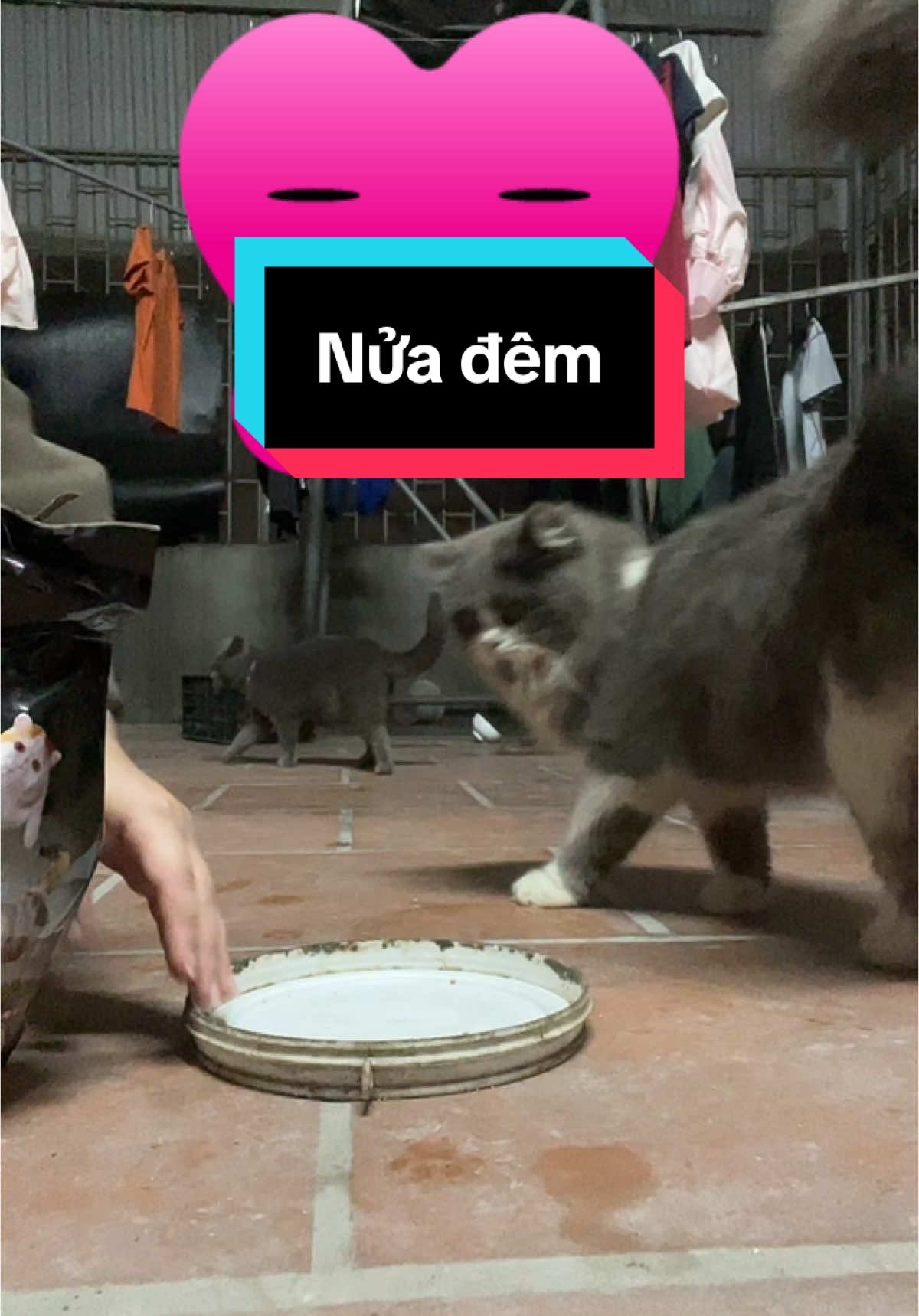 👌Ăn gì để béo như Bơ👌👌 #Bơ ##pet #ypfッ #doanchomeo #hatmeochatluongcao 