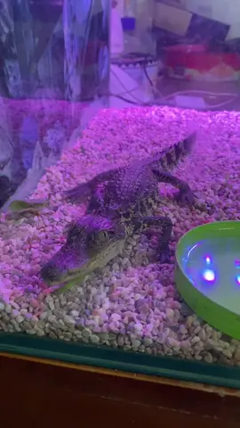 #casauhoangda #casaucanhmini #casaumini ý là em xí bị nó táp á