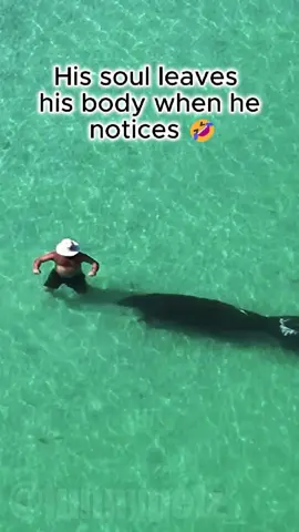 Only in Florida 😧🤣#funny #funnypets #florida #floridacore #crazy #fyp