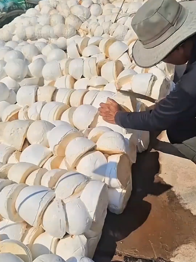 Mengecek kualitas getah karet yang baik #getahkaret #pohonkaret 