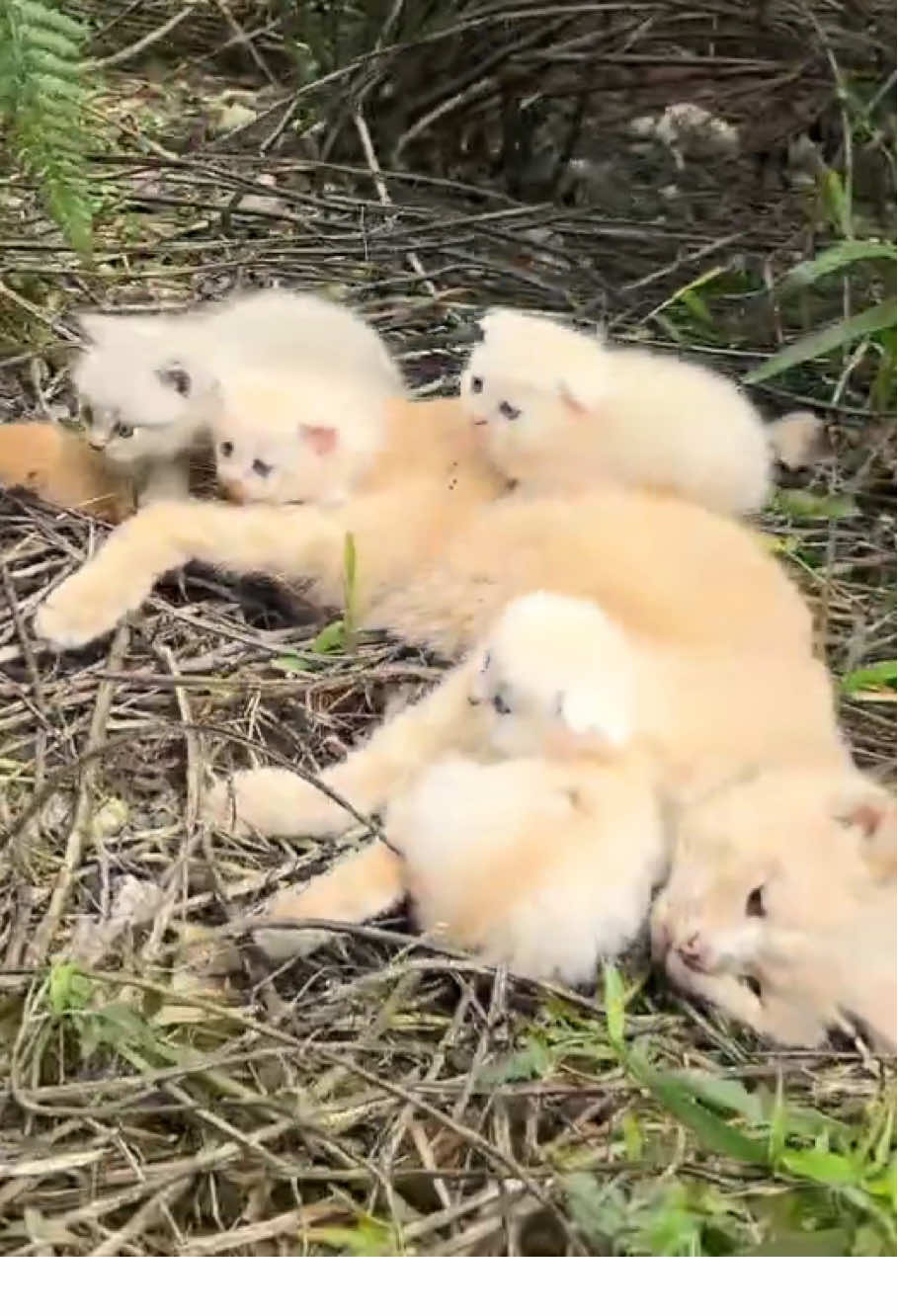 #animal #animalrescue #cat #dog 