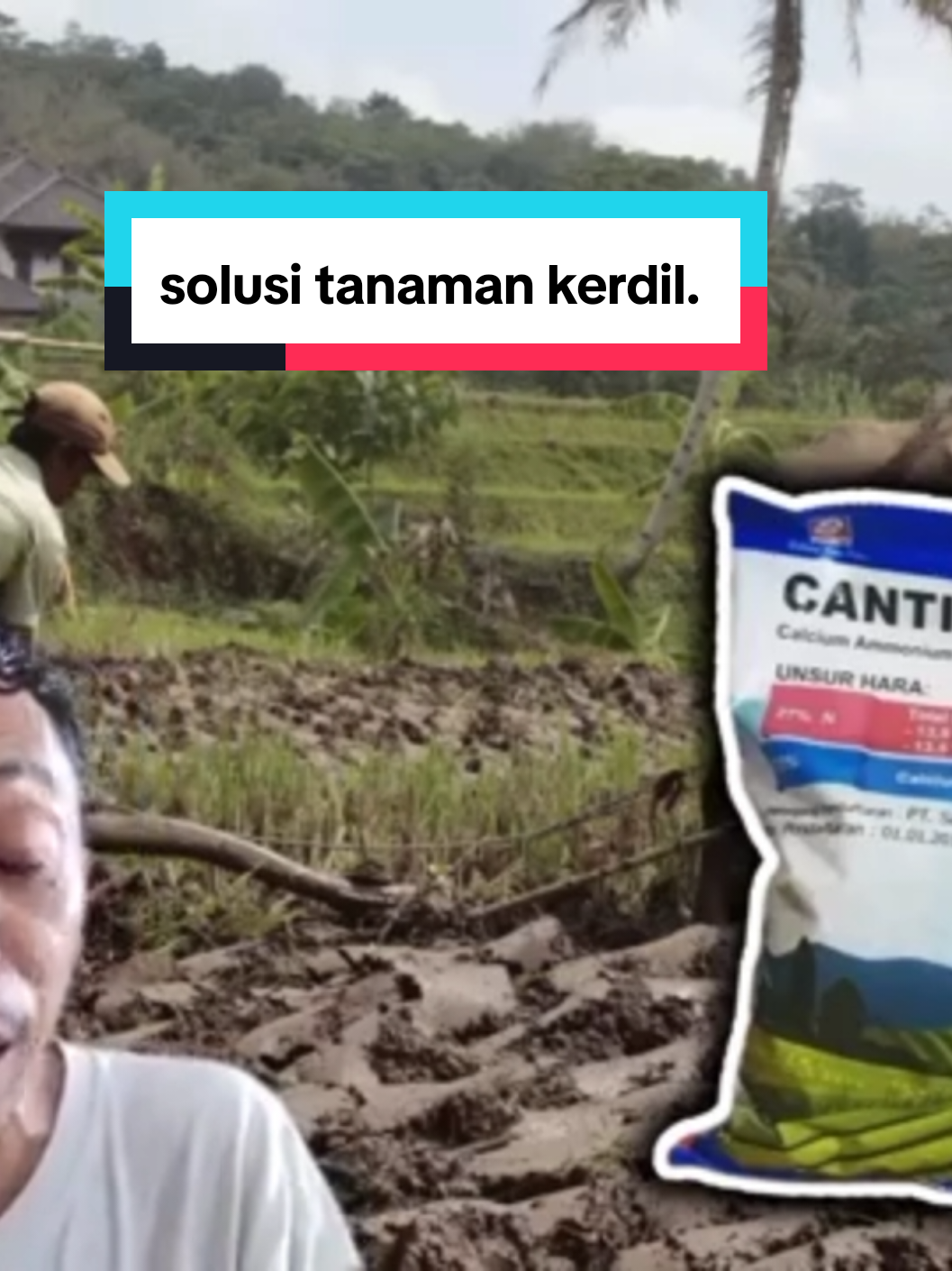 cuma butuh 1 pupuk saja untuk tanaman kerdil.  #pupukcantik  #tanamankerdil #solusipetani 