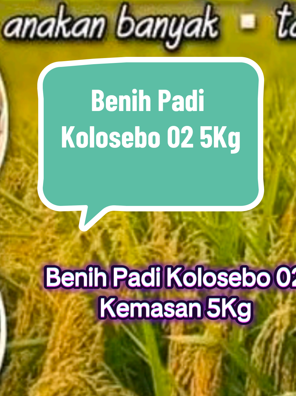 benih padi kolosebo 02 5kg 