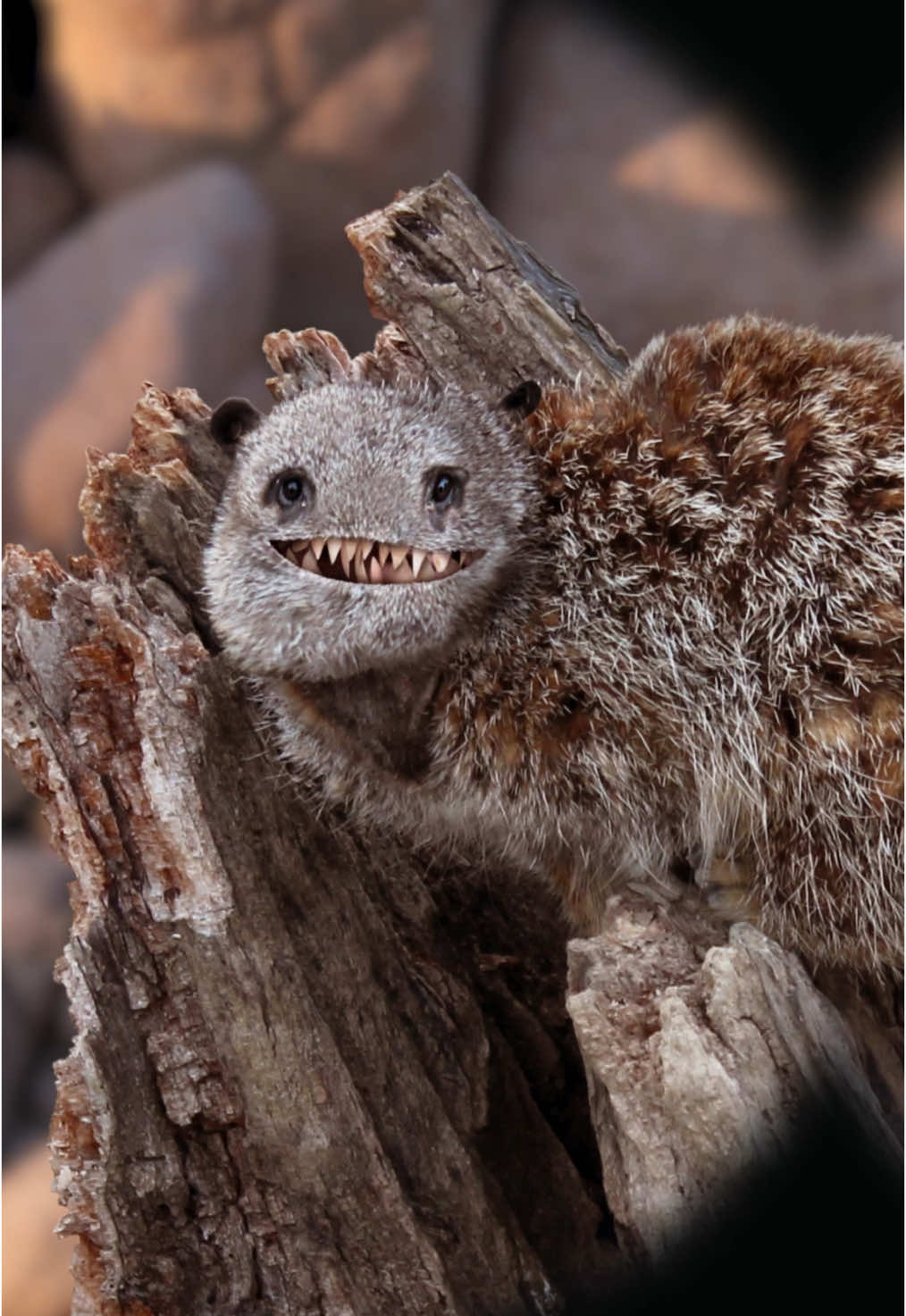 What is that?! Another meerkat?! #thingsihavedrawn #meetkat #kidsdrawings 