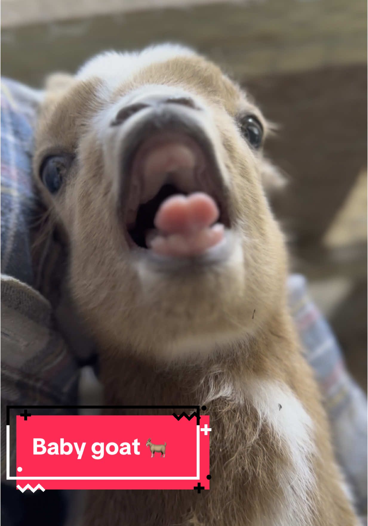 #fyp #foryoupage #goat 