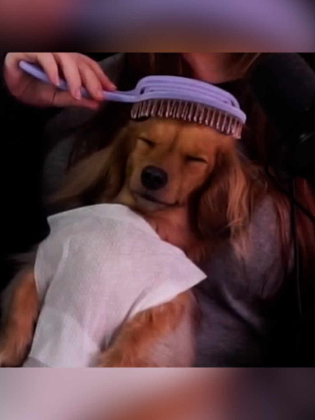 I think she's a fan of the spa treatment 🥰 #dachshund #sausagedog #minidachshund #dogsoftiktok #cutedog #doglovers #dogs #fyp