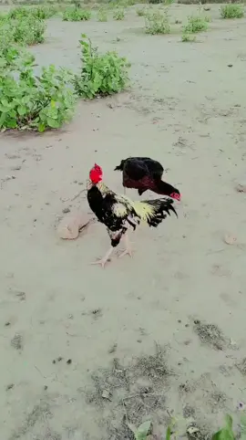 #creatorsearchinsights 