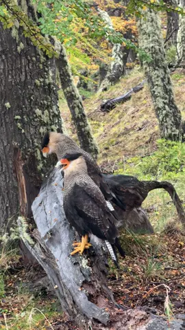 CARACARA🪶 Spotted a lone Southern Caracara just past Laguna Capri(campsite), perched on a log in the fog, rain dripping from its feathers. I had my camera out, filming it in slow motion as it wrung out its neck—one of those quiet, almost eerie moments where everything feels still. Then, outta nowhere, a second Caracara swooped into the frame. The mood shifted fast. They locked eyes with me and started cackling—loud, raspy, and all in pretty similar sync. Their necks stretched and bent back in this coordinated display that felt like a warning. Full-on territorial behavior, and I was right in the middle of it. Southern Caracaras are part of the falcon family, but they don’t really act like falcons. They’re opportunistic and incredibly smart—often seen scavenging or picking apart carcasses with a calm patience that’s almost eerie. Seeing them interact like this up close was unreal. What an amazing experience this was.  #OLtrails #Patagonia #Wtrek #LagunaCapri #SouthernCaracara #birdwatching #wildlifemoments #natureencounters #patagoniatrail #elchaltén #hikingadventures #wildpatagonia #trailmagic #optoutside #backpackinglife