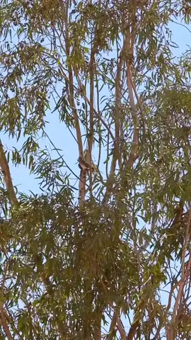 #قميري #قمري #مقناص_الصيد #مقناص #ابريل #اكسبلورexplore #اكسبلور #explore #explor #explor #قميري_الدخل_الكرك_فديو_وناسه #كشته #طلعه_بر #طلعه #رمي 