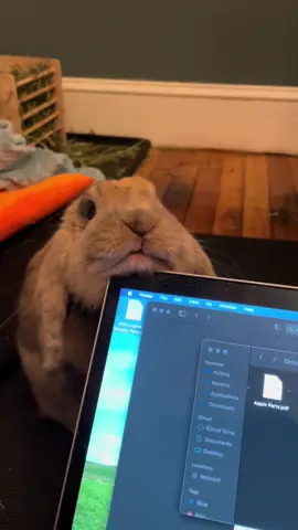 “My mom orders toys on the computer, so Vinny also loves the computer.” -Vinny 🐰 #Bunny #Computer #InternetBunny