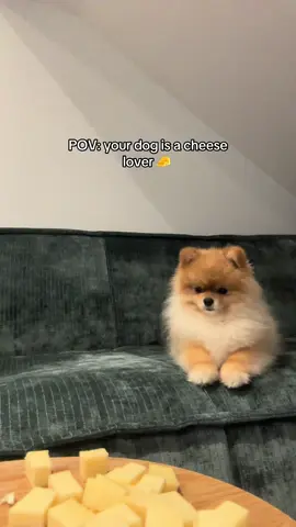 Oh I looooove cheese 🫣🥵 #manfredthepom #zwergspitz #pomeranian #lion #cheese 