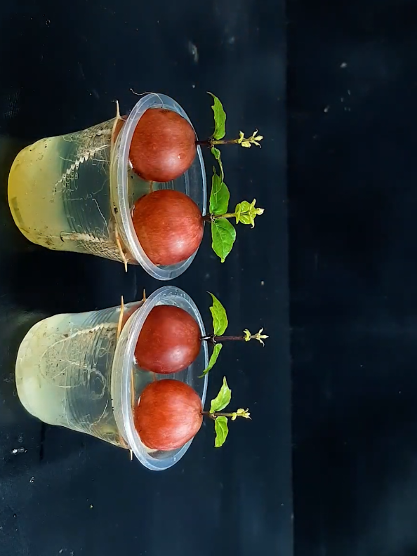 #grapes #plants #gardendecor #summerhouse #gardenhouse #plantsoftiktok #PlantCare #IndoorPlants  #GreenLiving #PlantLover #PlantAddict  #Gardening #HousePlants  #PlantCommunity #PlantParent  #UrbanJungle  #PlantGoals  #GardenInspiration  #PlantsMakePeopleHappy #NatureLovers  #PlantTherapy #GreenThumb  #PlantCollection #natureathome  #HomeGarden #PlantStyling  #LeafLover  #PlantLife #PlantOfTheDay  #GrowYourOwn #Botanical  #PlantObsessed #PlantGang #Succulents #GreenHome  #PlantDecor  #PlantInspiration #PlantFam #HousePlantClub #IndoorJungle #PlantFriends #HappyPlants  #PlantPower  #GardeningLife  #GoGreen  #FreshPlants #PlantPerfection #PlantVibes #FlowerPower  #EcoFriendly #PlantDaily  #HousePlantHome  #NatureGram  #PlantGoals  #HomeGreenery  #PlantLove 