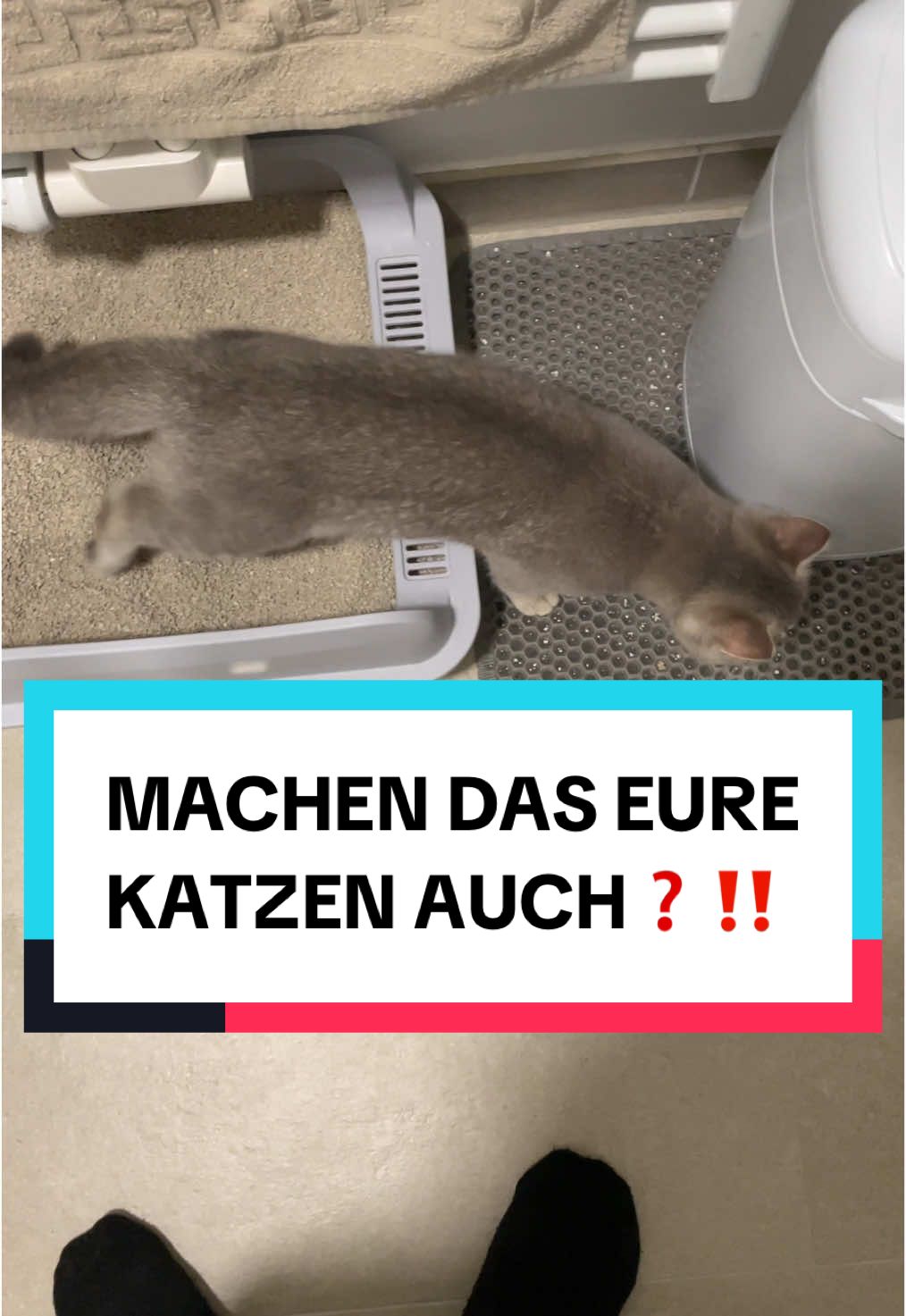 Machen das Eure auch? #fy #foryou #katze #katzen #katzencontent #kitten #katzenkontent #katzenvideos #katzenauftiktok #katzenliebe 