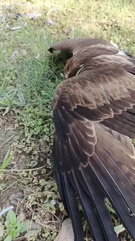 Brave Little Bird Resists Under Eagle’s Claws #EagleHunt #WildBirds #NatureDrama #PredatorVsPrey #MountainWildlife