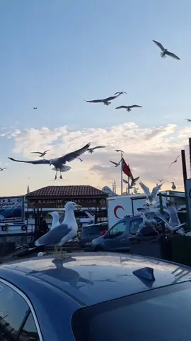 ✌️🇵🇸🍉✌️🇱🇧🌲🕊️🇺🇦 ✈️ Istanbul🇹🇷   #bosphorus  #سفر #اسطنبول #تركيا #стамбул 