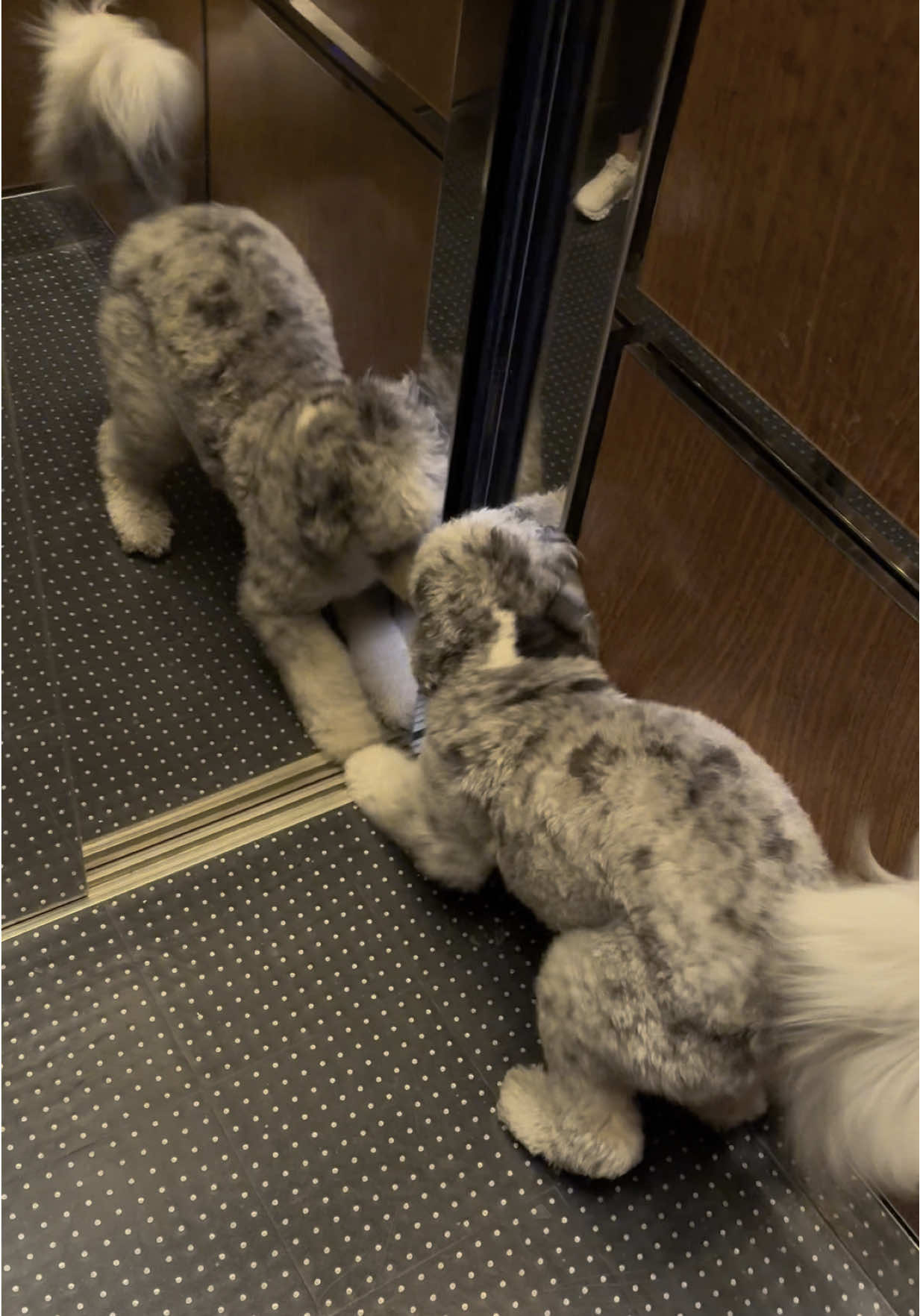 Everyday @ 5pm, Archie gets his afternoon zoomies and this one was captured in the elevator😅 #fyp #archie #zoomies 