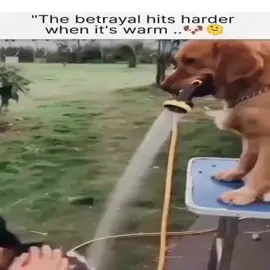A mischievous dog sneaks up behind a man, and with an unexpected move, lifts its leg, accidentally peeing on his head. The man is left stunned, while the dog trots away, seemingly unaware of the chaos.