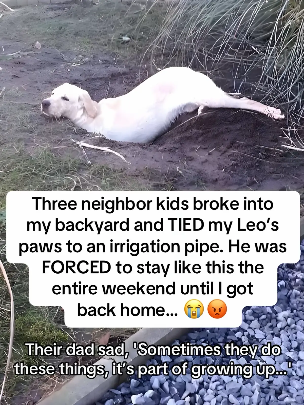 #dog #dogsoftiktok #dogslover #dogtok #vet 