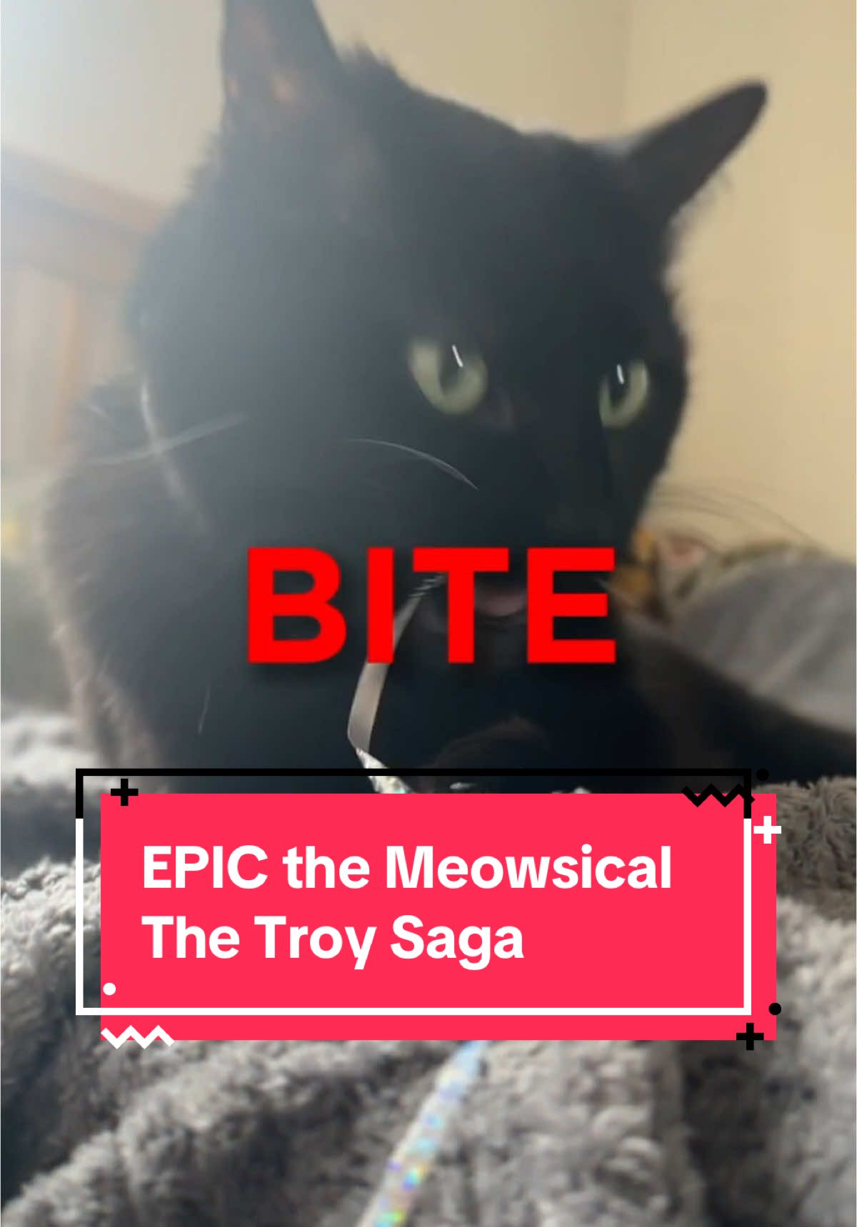 EPIC the Musical - the Troy saga, for cats. #epicthemusical #epicthetroysaga #epicthemusicaltroysaga #blackcat #blackcats #jorgeriveraherrans 