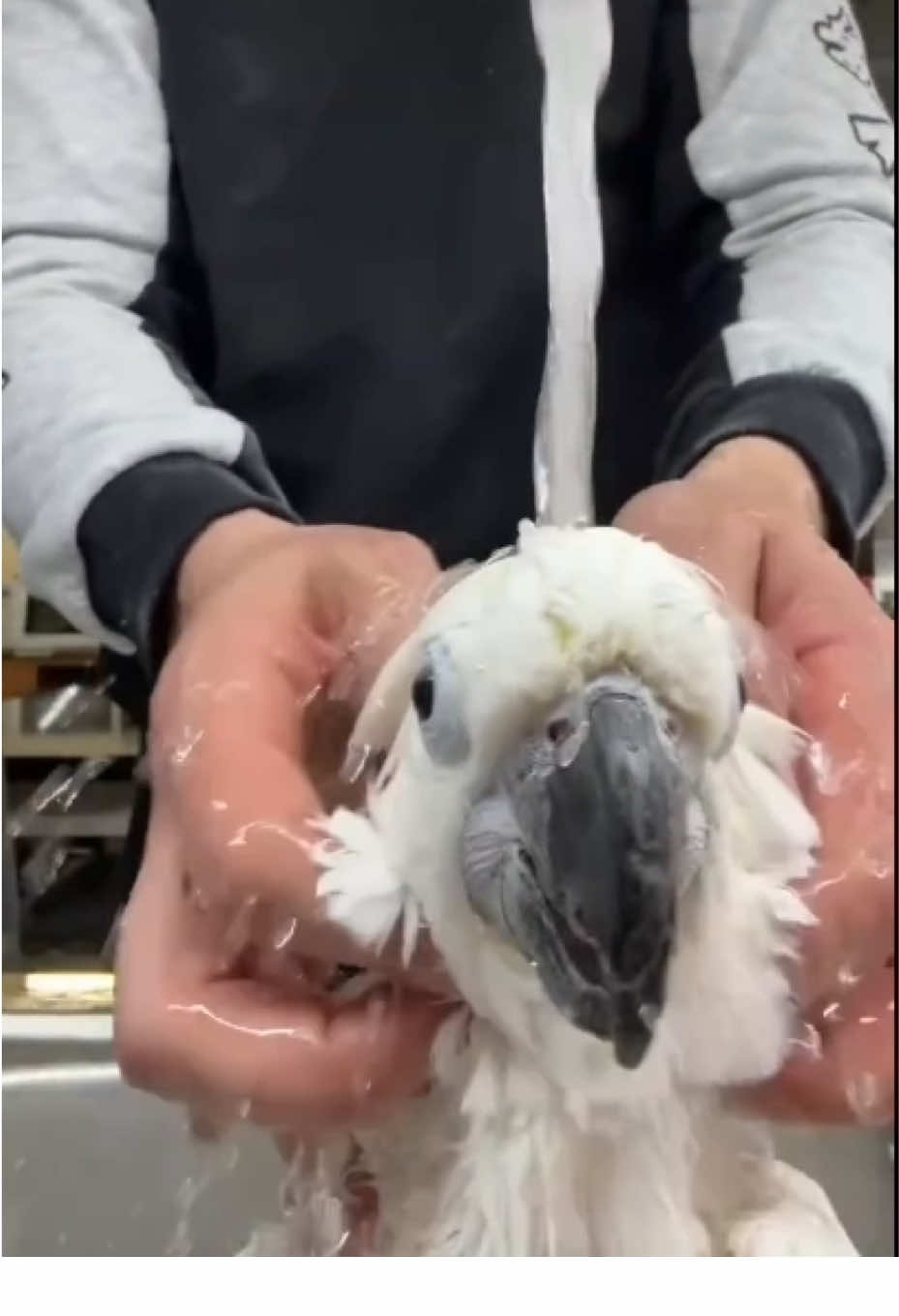 Свободу попугаям! #украина #какаду #говорящийпопугай #cockatoo #parrot #birds #animals #mysalon 