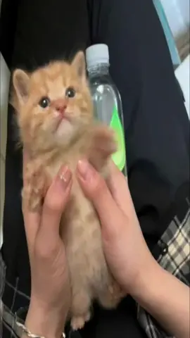 #me #kitten #kittens #small #tiny