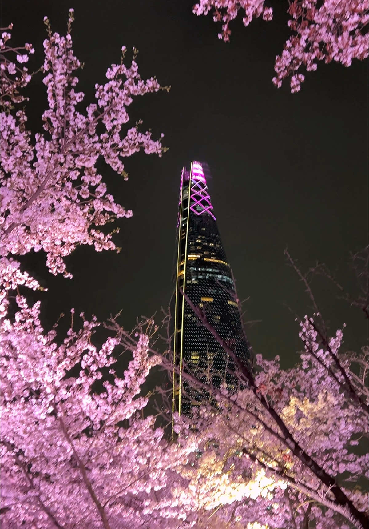 Lights, lake and cherry blossoms. A peaceful night stroll at Seokchon Lake Park feels like a dream. 🌸 🌸Cherry Blossoms Festival 📍Seokchon Lake Park  🚘 Jamsil-dong, Songpa-gu, Seoul 🚇 280m from Jamsil Station Exit 2 ⏰ Open 24/7 📞 02-412-0190  🎟️ Free 📸 April 9, 2025 #cherryblossom  #spring #seoul #korea #spring2025 #seokchonlake #석촌호수 #잠실 #nightwalk #visitkorea #seoultour #koreatravel #koreatrip #koreatourism #lovethelittlethings #서울나들이 #송파구 #산책 #봄 #벚꽃 #벚꽃축제 
