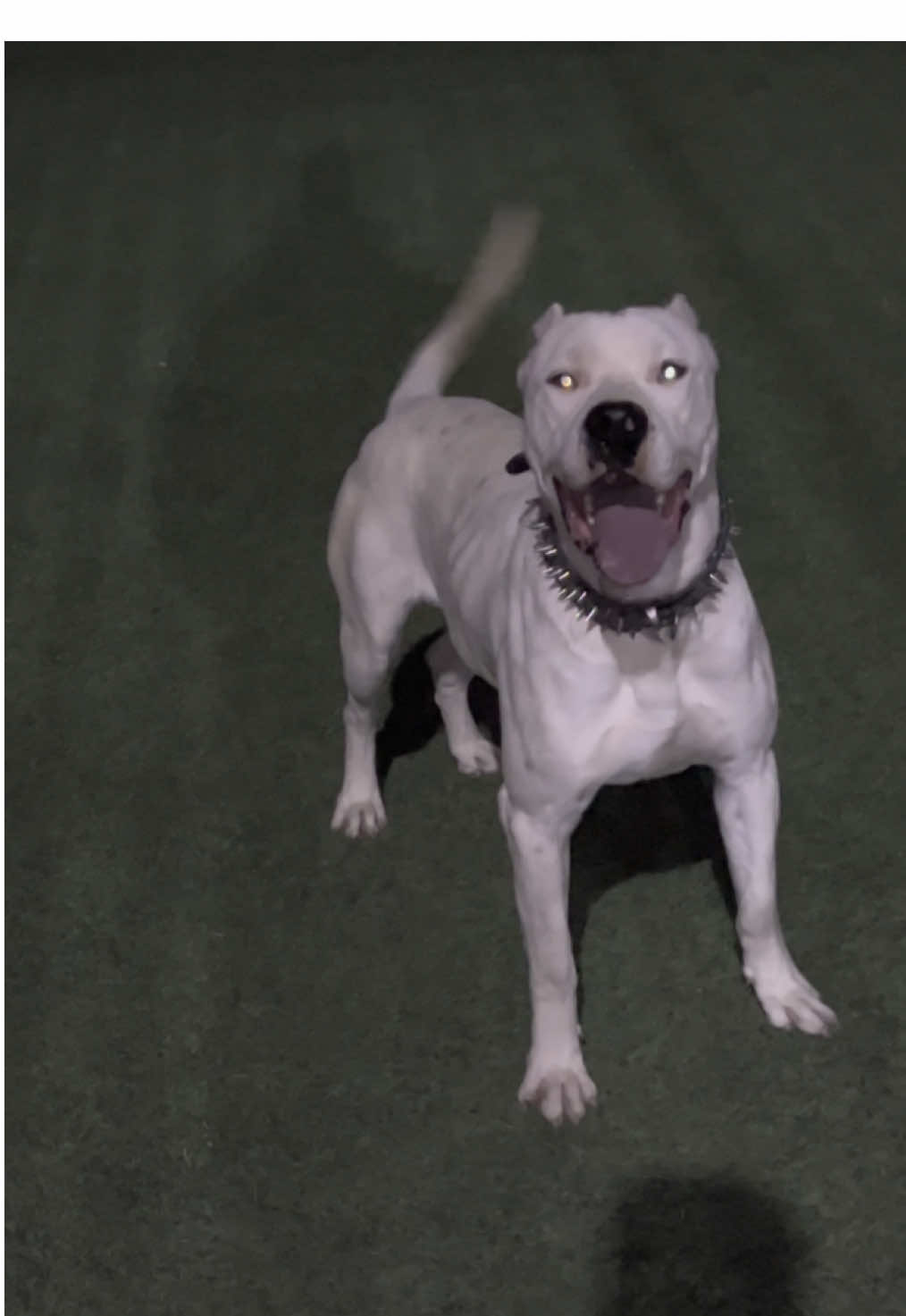 👻 #dog #dogsoftiktok #dogoargentino #dogs #doglovers #fyp #dz 