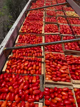 #agricultura🌱🍅🌱 #gt🇬🇹 