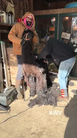 Alpaca day 😊💙#fyp #findreasonstosmile #ladyfarmerneedsacocktail #funonthefarm #dirtbath 