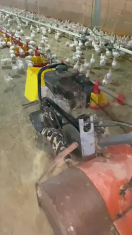 #tiktokviral #tik_tok #agro #frangodecorte #avicultura #aviario 