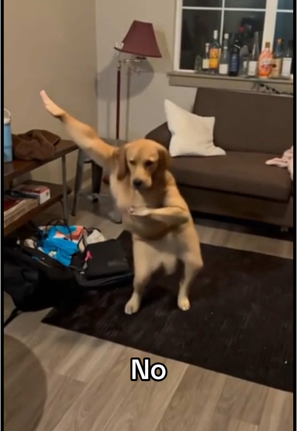 Is there something wrong with my dog? #dog #dogdancing #cutepuppycheck #ai #funnypet #funnypetvideos 