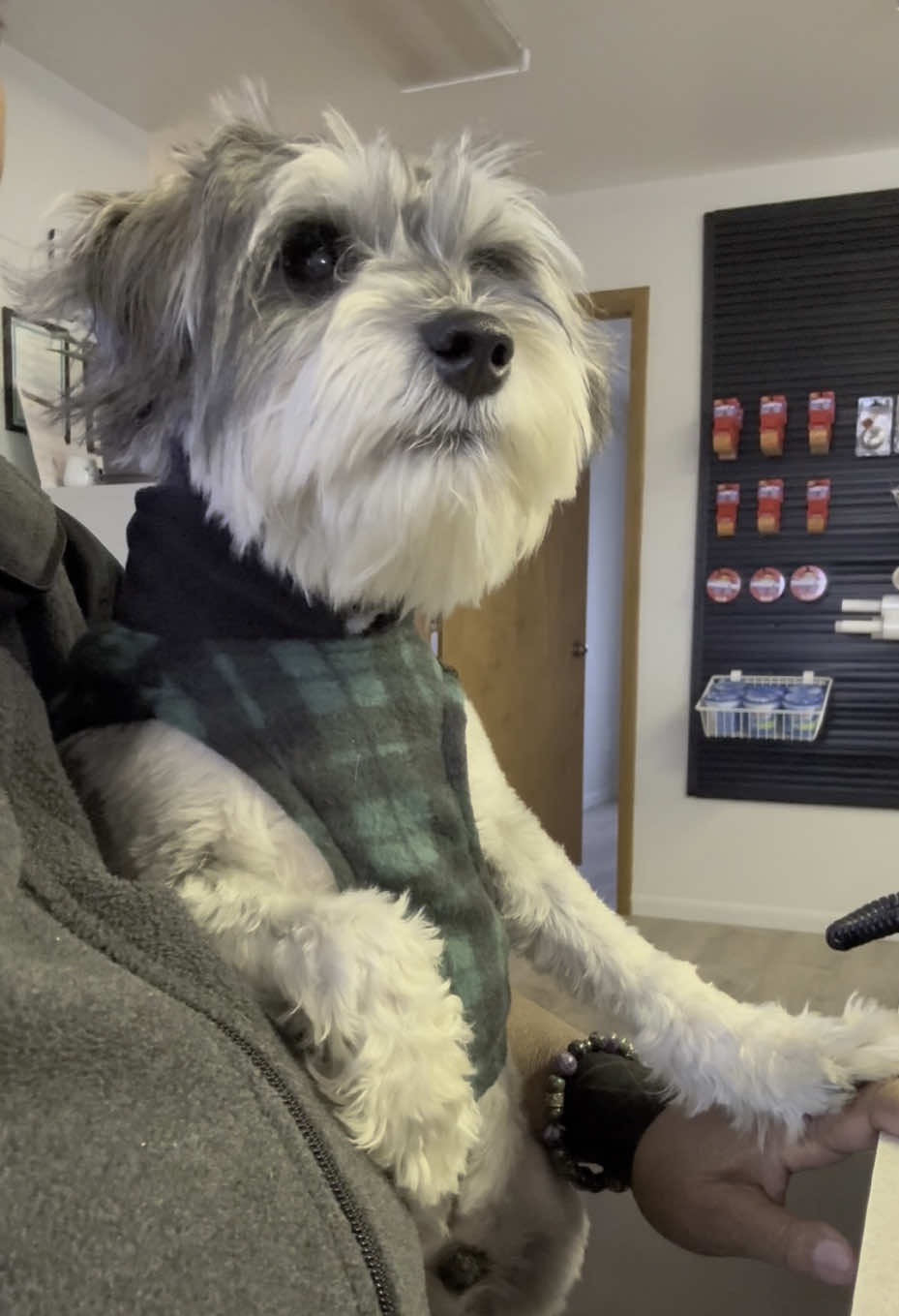 Apparently he loves these videos. Yayyyyyyyy. #minischnauzer #welly #wellington #gooddog 