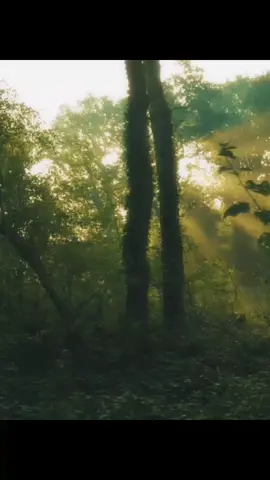 Let the stillness of nature calm the storm within.  #fyp #nature 