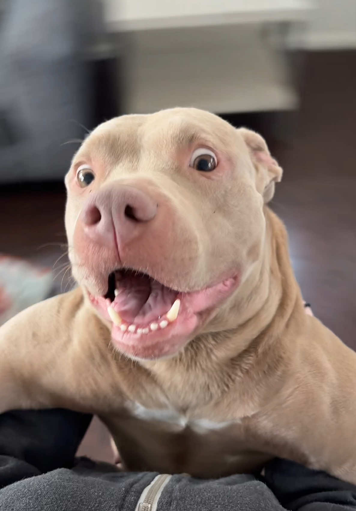 Safe to say she hates me now😅 #dogsoftiktok #pitbull #fyp 