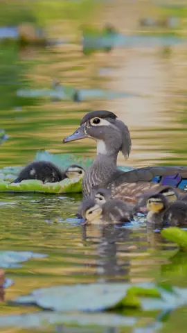 Wood Duck Family . . . @Delta Waterfowl @AF Waterfowl @Stacy Whittum #woodduck #waterfowlhunter #ducklings 