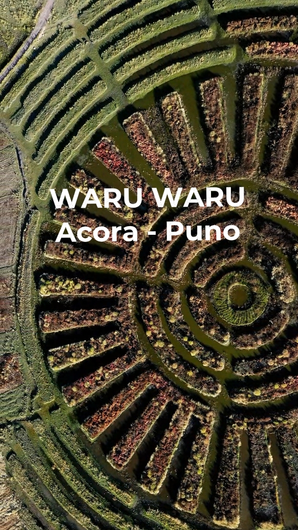 Descubre los ancestrales waru waru en Puno, una maravilla agrícola preinca que asombra.🇵🇪 #waruwaru #puno_peru #viajes #vfypシ #pyp #foryour #viraltrends 