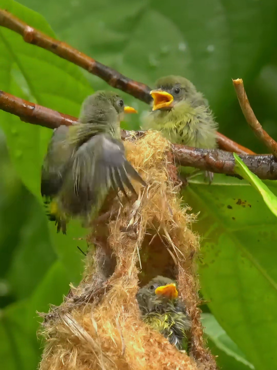 3x adorable chaos! The moment these rascals wake - it's nest pandemonium! Three orange-bellied Flowerpecker chicks. #flowerpecker #DidYouKnow #birds 