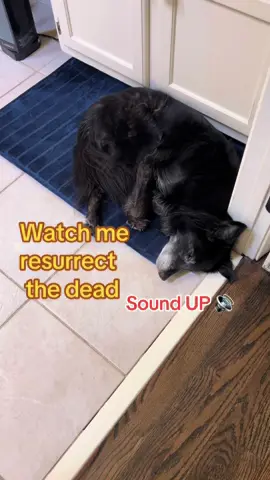 Every day I gotta fight the Lord for this dog #olddog #dogsoftiktok #fypシ 