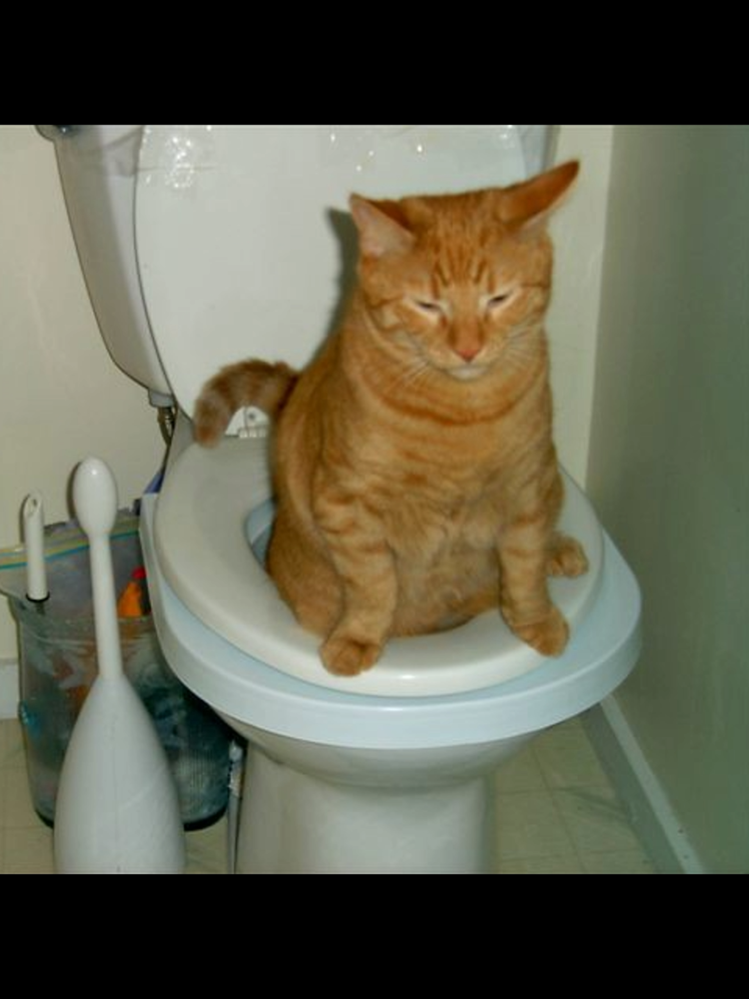 Je chie des buches de caca 💩🙀🚽 #dankmemes #catmemes #chat #brainrot #offlain #lakaka #humour