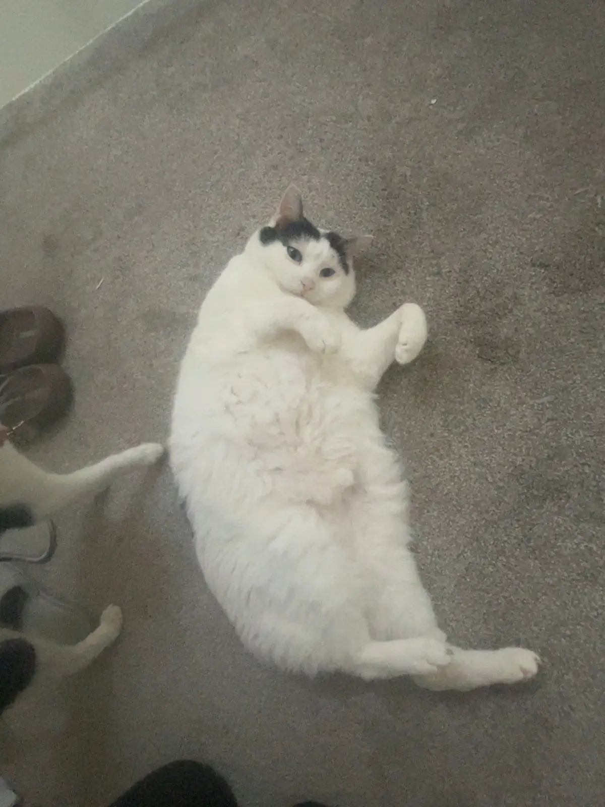 Who is this diva?! #ballet #catsoftiktok #boba #cute 