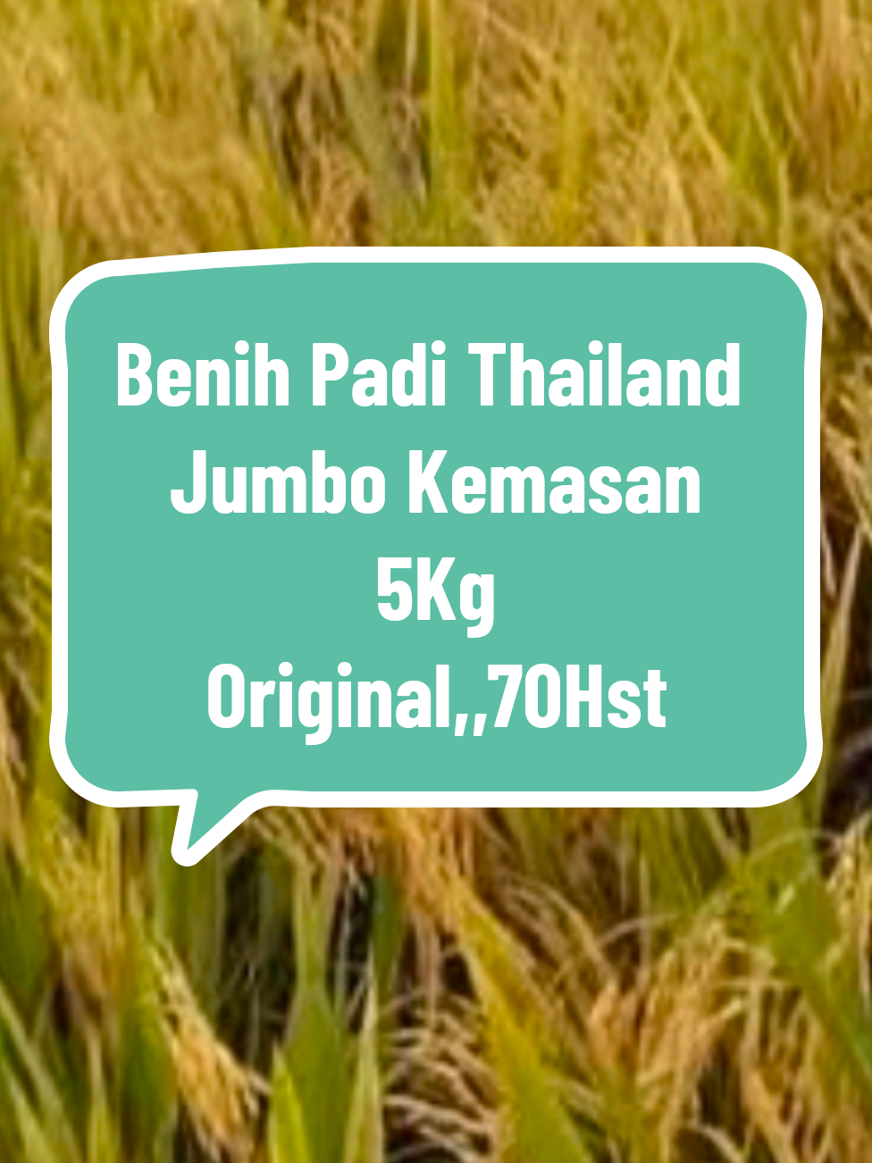benih padi thailand jumbo 5kg 