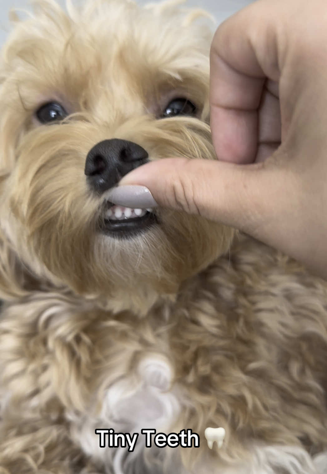 Tiny baby teeth 🦷  #dogsoftiktok #fyp #shinyteeth #viralvideo #pearlywhites #toymaltipoo 